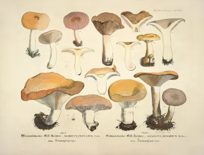 Naturgetreue Abblidungen Und Beschreibungen Der Essbaren Scha%cc%88dlichen Und Verda%cc%88chtigen Schwa%cc%88mme Pl 12