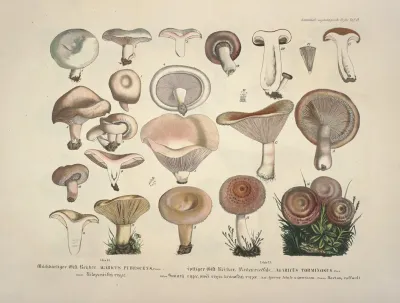 Naturgetreue Abblidungen Und Beschreibungen Der Essbaren Scha%cc%88dlichen Und Verda%cc%88chtigen Schwa%cc%88mme Pl 13
