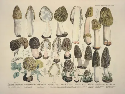 Naturgetreue Abblidungen Und Beschreibungen Der Essbaren Scha%cc%88dlichen Und Verda%cc%88chtigen Schwa%cc%88mme Pl 17