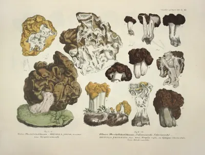 Naturgetreue Abblidungen Und Beschreibungen Der Essbaren Scha%cc%88dlichen Und Verda%cc%88chtigen Schwa%cc%88mme Pl 20