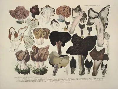 Naturgetreue Abblidungen Und Beschreibungen Der Essbaren Scha%cc%88dlichen Und Verda%cc%88chtigen Schwa%cc%88mme Pl 21