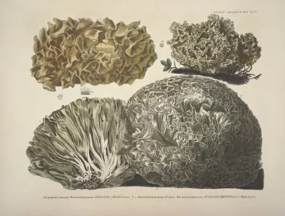 Naturgetreue Abblidungen Und Beschreibungen Der Essbaren Scha%cc%88dlichen Und Verda%cc%88chtigen Schwa%cc%88mme Pl 22