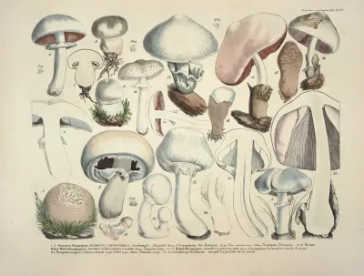 Naturgetreue Abblidungen Und Beschreibungen Der Essbaren Scha%cc%88dlichen Und Verda%cc%88chtigen Schwa%cc%88mme Pl 23
