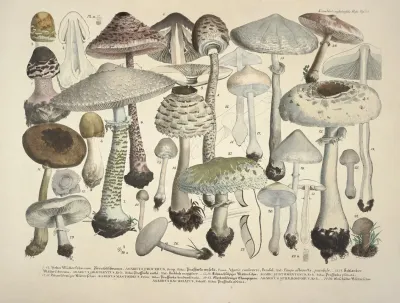 Naturgetreue Abblidungen Und Beschreibungen Der Essbaren Scha%cc%88dlichen Und Verda%cc%88chtigen Schwa%cc%88mme Pl 24