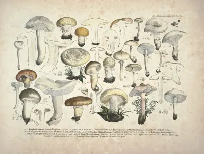 Naturgetreue Abblidungen Und Beschreibungen Der Essbaren Scha%cc%88dlichen Und Verda%cc%88chtigen Schwa%cc%88mme Pl 25