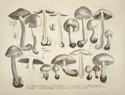 Naturgetreue Abblidungen Und Beschreibungen Der Essbaren Scha%cc%88dlichen Und Verda%cc%88chtigen Schwa%cc%88mme Pl 26