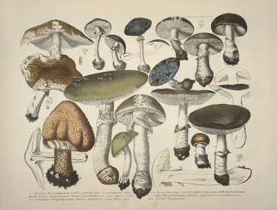 Naturgetreue Abblidungen Und Beschreibungen Der Essbaren Scha%cc%88dlichen Und Verda%cc%88chtigen Schwa%cc%88mme Pl 29