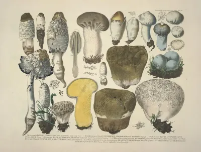 Naturgetreue Abblidungen Und Beschreibungen Der Essbaren Scha%cc%88dlichen Und Verda%cc%88chtigen Schwa%cc%88mme Pl 30