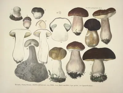 Naturgetreue Abblidungen Und Beschreibungen Der Essbaren Scha%cc%88dlichen Und Verda%cc%88chtigen Schwa%cc%88mme Pl 31
