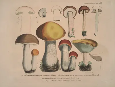Naturgetreue Abblidungen Und Beschreibungen Der Essbaren Scha%cc%88dlichen Und Verda%cc%88chtigen Schwa%cc%88mme Pl 32