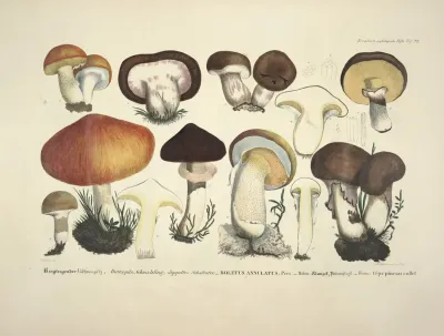 Naturgetreue Abblidungen Und Beschreibungen Der Essbaren Scha%cc%88dlichen Und Verda%cc%88chtigen Schwa%cc%88mme Pl 33