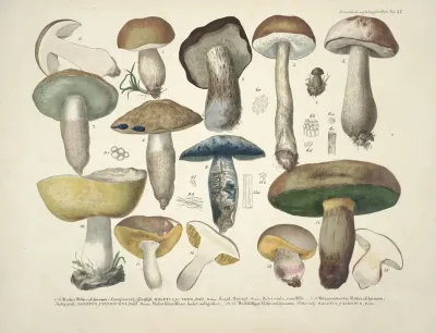 Naturgetreue Abblidungen Und Beschreibungen Der Essbaren Scha%cc%88dlichen Und Verda%cc%88chtigen Schwa%cc%88mme Pl 35