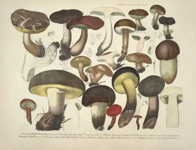 Naturgetreue Abblidungen Und Beschreibungen Der Essbaren Scha%cc%88dlichen Und Verda%cc%88chtigen Schwa%cc%88mme Pl 36