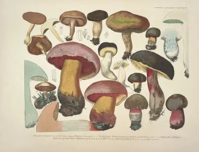 Naturgetreue Abblidungen Und Beschreibungen Der Essbaren Scha%cc%88dlichen Und Verda%cc%88chtigen Schwa%cc%88mme Pl 37