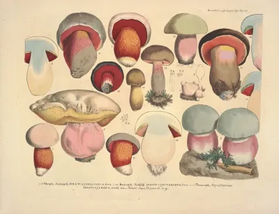Naturgetreue Abblidungen Und Beschreibungen Der Essbaren Scha%cc%88dlichen Und Verda%cc%88chtigen Schwa%cc%88mme Pl 38