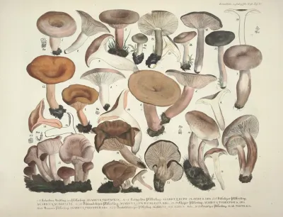 Naturgetreue Abblidungen Und Beschreibungen Der Essbaren Scha%cc%88dlichen Und Verda%cc%88chtigen Schwa%cc%88mme Pl 40