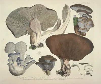Naturgetreue Abblidungen Und Beschreibungen Der Essbaren Scha%cc%88dlichen Und Verda%cc%88chtigen Schwa%cc%88mme Pl 41