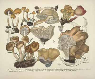 Naturgetreue Abblidungen Und Beschreibungen Der Essbaren Scha%cc%88dlichen Und Verda%cc%88chtigen Schwa%cc%88mme Pl 42