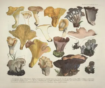 Naturgetreue Abblidungen Und Beschreibungen Der Essbaren Scha%cc%88dlichen Und Verda%cc%88chtigen Schwa%cc%88mme Pl 45