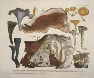 Naturgetreue Abblidungen Und Beschreibungen Der Essbaren Scha%cc%88dlichen Und Verda%cc%88chtigen Schwa%cc%88mme Pl 46