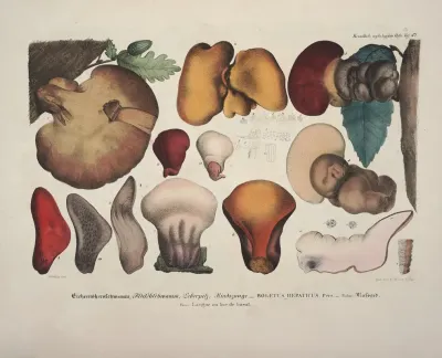 Naturgetreue Abblidungen Und Beschreibungen Der Essbaren Scha%cc%88dlichen Und Verda%cc%88chtigen Schwa%cc%88mme Pl 47