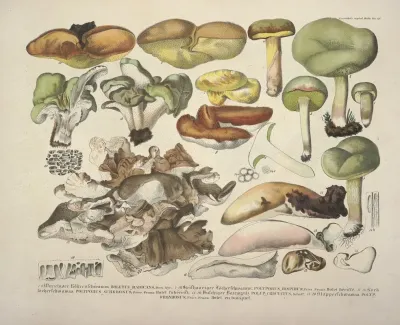 Naturgetreue Abblidungen Und Beschreibungen Der Essbaren Scha%cc%88dlichen Und Verda%cc%88chtigen Schwa%cc%88mme Pl 48