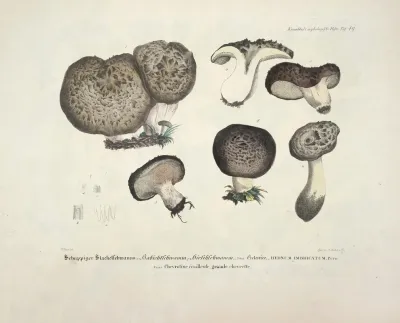 Naturgetreue Abblidungen Und Beschreibungen Der Essbaren Scha%cc%88dlichen Und Verda%cc%88chtigen Schwa%cc%88mme Pl 49