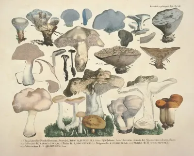 Naturgetreue Abblidungen Und Beschreibungen Der Essbaren Scha%cc%88dlichen Und Verda%cc%88chtigen Schwa%cc%88mme Pl 50