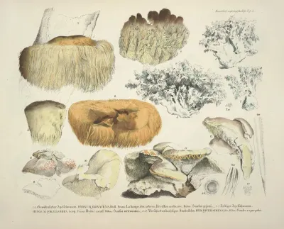 Naturgetreue Abblidungen Und Beschreibungen Der Essbaren Scha%cc%88dlichen Und Verda%cc%88chtigen Schwa%cc%88mme Pl 51