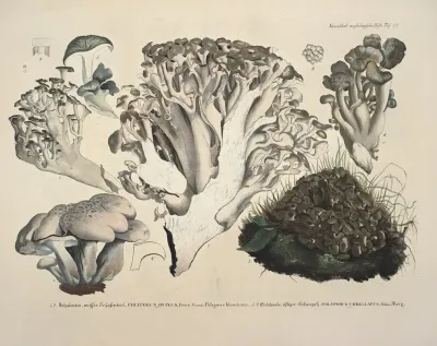 Naturgetreue Abblidungen Und Beschreibungen Der Essbaren Scha%cc%88dlichen Und Verda%cc%88chtigen Schwa%cc%88mme Pl 52