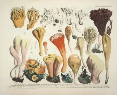 Naturgetreue Abblidungen Und Beschreibungen Der Essbaren Scha%cc%88dlichen Und Verda%cc%88chtigen Schwa%cc%88mme Pl 54
