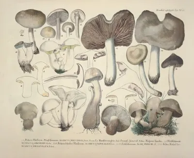 Naturgetreue Abblidungen Und Beschreibungen Der Essbaren Scha%cc%88dlichen Und Verda%cc%88chtigen Schwa%cc%88mme Pl 55