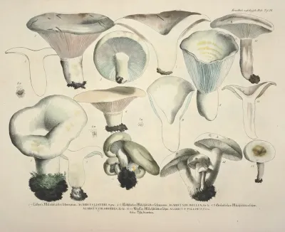 Naturgetreue Abblidungen Und Beschreibungen Der Essbaren Scha%cc%88dlichen Und Verda%cc%88chtigen Schwa%cc%88mme Pl 56