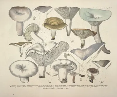 Naturgetreue Abblidungen Und Beschreibungen Der Essbaren Scha%cc%88dlichen Und Verda%cc%88chtigen Schwa%cc%88mme Pl 57