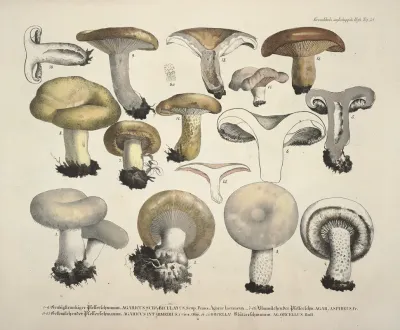 Naturgetreue Abblidungen Und Beschreibungen Der Essbaren Scha%cc%88dlichen Und Verda%cc%88chtigen Schwa%cc%88mme Pl 58