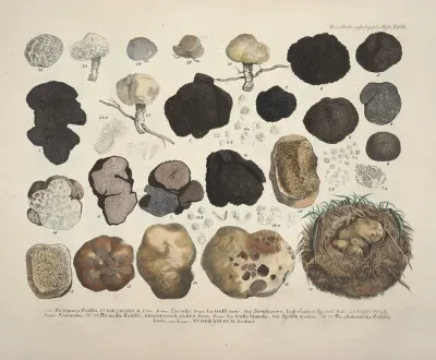 Naturgetreue Abblidungen Und Beschreibungen Der Essbaren Scha%cc%88dlichen Und Verda%cc%88chtigen Schwa%cc%88mme Pl 59