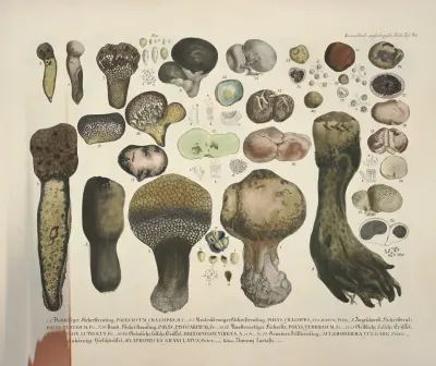 Naturgetreue Abblidungen Und Beschreibungen Der Essbaren Scha%cc%88dlichen Und Verda%cc%88chtigen Schwa%cc%88mme Pl 60