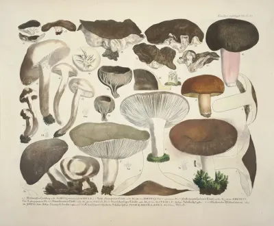 Naturgetreue Abblidungen Und Beschreibungen Der Essbaren Scha%cc%88dlichen Und Verda%cc%88chtigen Schwa%cc%88mme Pl 61