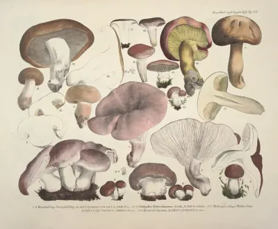 Naturgetreue Abblidungen Und Beschreibungen Der Essbaren Scha%cc%88dlichen Und Verda%cc%88chtigen Schwa%cc%88mme Pl 63