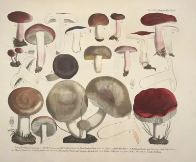 Naturgetreue Abblidungen Und Beschreibungen Der Essbaren Scha%cc%88dlichen Und Verda%cc%88chtigen Schwa%cc%88mme Pl 64