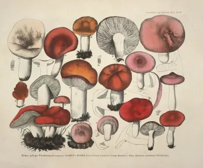 Naturgetreue Abblidungen Und Beschreibungen Der Essbaren Scha%cc%88dlichen Und Verda%cc%88chtigen Schwa%cc%88mme Pl 65