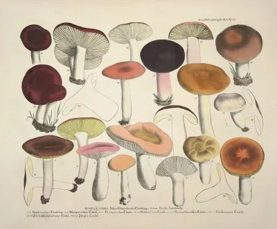 Naturgetreue Abblidungen Und Beschreibungen Der Essbaren Scha%cc%88dlichen Und Verda%cc%88chtigen Schwa%cc%88mme Pl 66