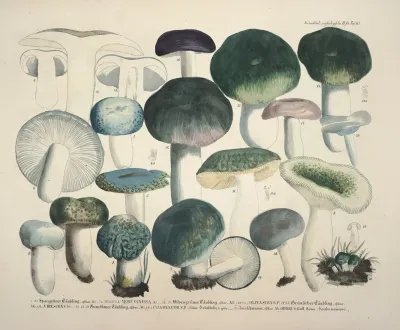 Naturgetreue Abblidungen Und Beschreibungen Der Essbaren Scha%cc%88dlichen Und Verda%cc%88chtigen Schwa%cc%88mme Pl 67