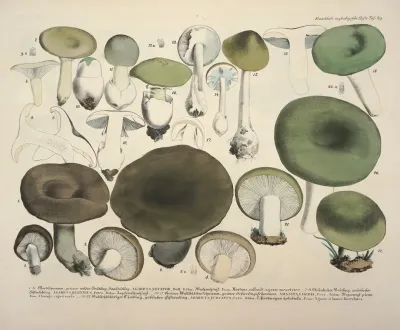 Naturgetreue Abblidungen Und Beschreibungen Der Essbaren Scha%cc%88dlichen Und Verda%cc%88chtigen Schwa%cc%88mme Pl 69