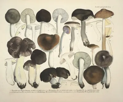 Naturgetreue Abblidungen Und Beschreibungen Der Essbaren Scha%cc%88dlichen Und Verda%cc%88chtigen Schwa%cc%88mme Pl 72