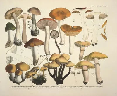 Naturgetreue Abblidungen Und Beschreibungen Der Essbaren Scha%cc%88dlichen Und Verda%cc%88chtigen Schwa%cc%88mme Pl 73