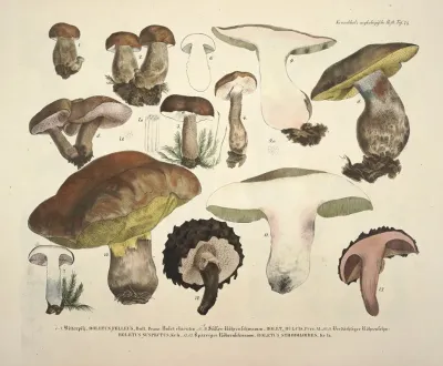 Naturgetreue Abblidungen Und Beschreibungen Der Essbaren Scha%cc%88dlichen Und Verda%cc%88chtigen Schwa%cc%88mme Pl 74