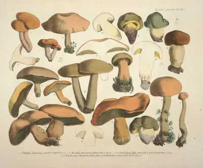 Naturgetreue Abblidungen Und Beschreibungen Der Essbaren Scha%cc%88dlichen Und Verda%cc%88chtigen Schwa%cc%88mme Pl 75