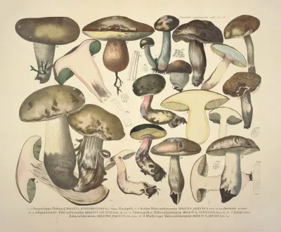 Naturgetreue Abblidungen Und Beschreibungen Der Essbaren Scha%cc%88dlichen Und Verda%cc%88chtigen Schwa%cc%88mme Pl 76