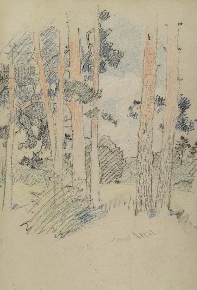 Naturstudie Mit Kiefern